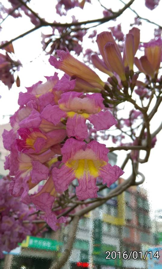 洋紅風鈴木、粉紅風鈴木的花、flowers of Tabebuia pentaphylla, Tabebuia rosea、pink trumpet tree